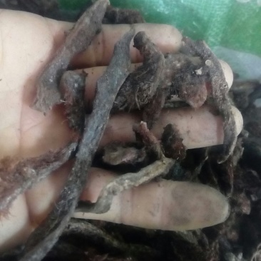 骨碎补