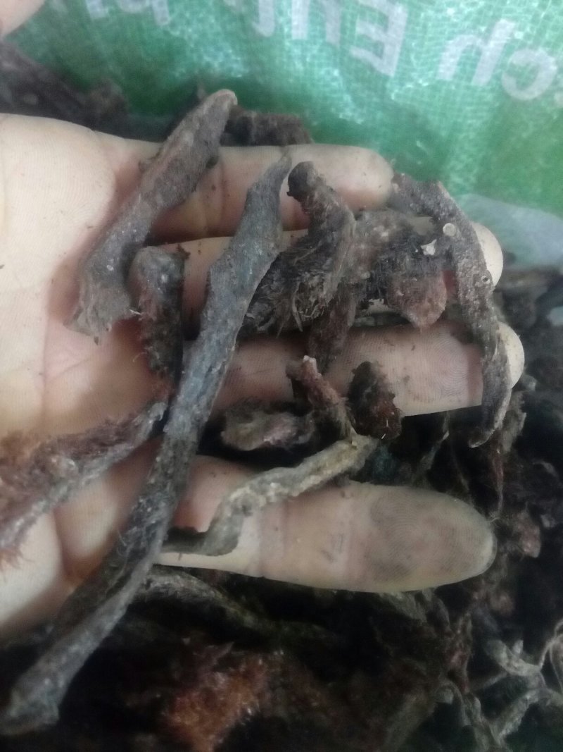 骨碎补