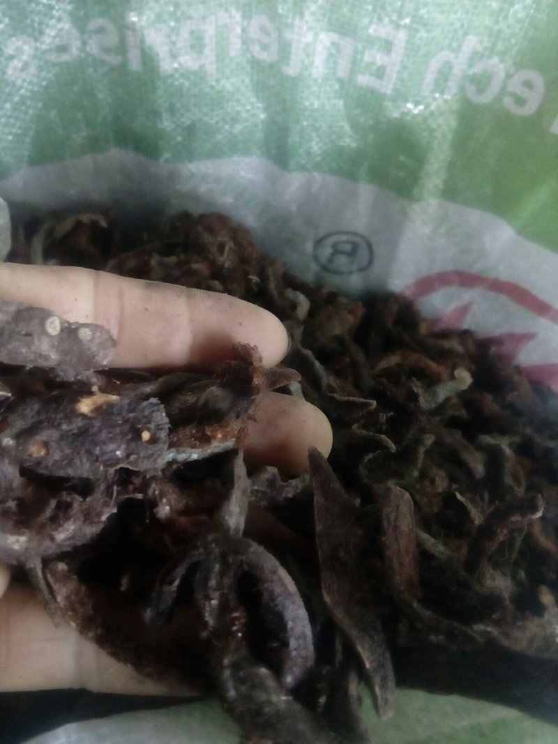 骨碎补
