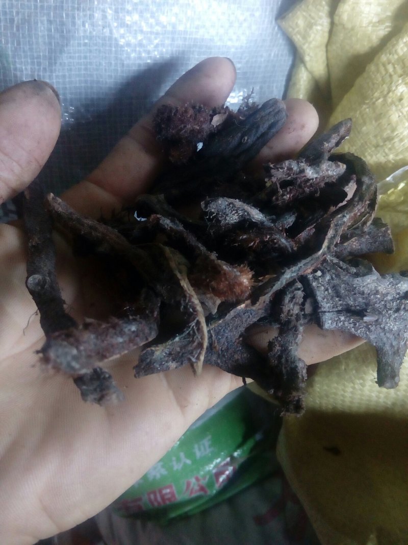 骨碎补