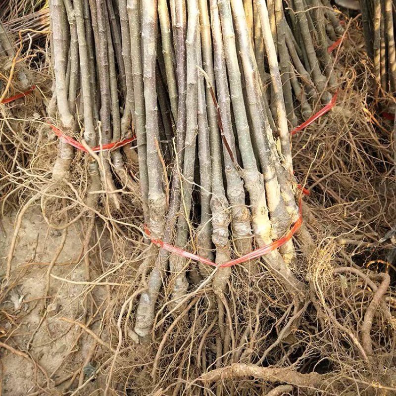 冰糖心苹果树苗基地直销现挖现卖包品种包成活