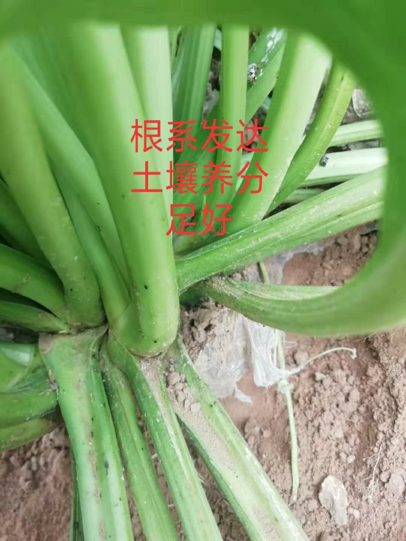 山东临沂河东区优质辣根种苗培育基地