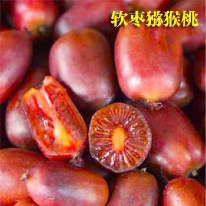 软枣猕猴桃苗品种齐全龙城二号红哈迪红色九月巨人