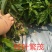 软枣猕猴桃苗品种齐全龙城二号红哈迪红色九月巨人