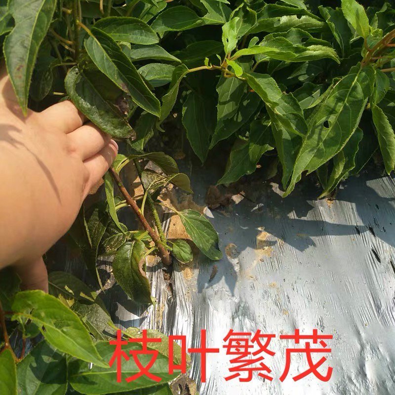 软枣猕猴桃苗品种齐全龙城二号红哈迪红色九月巨人
