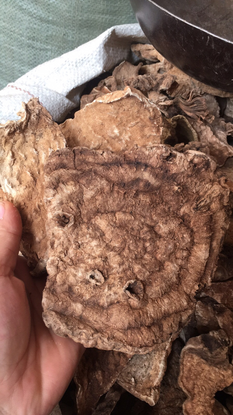 金不换山乌龟石蟾蜍中药材批发量大包邮