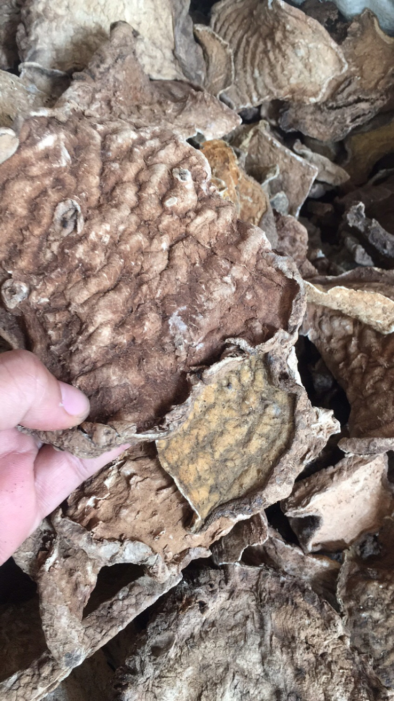 金不换山乌龟石蟾蜍中药材批发量大包邮