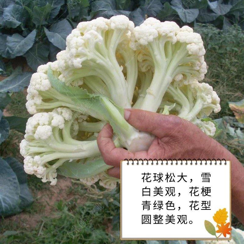 四川花菜成都蔬菜基地直供散花松花菜新鲜有机花菜