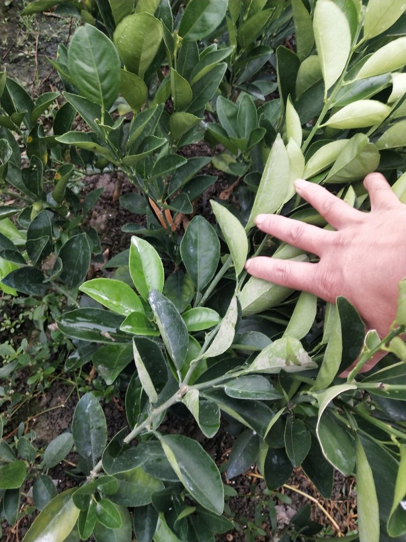 纽荷尔脐橙苗（一级苗）靓货
