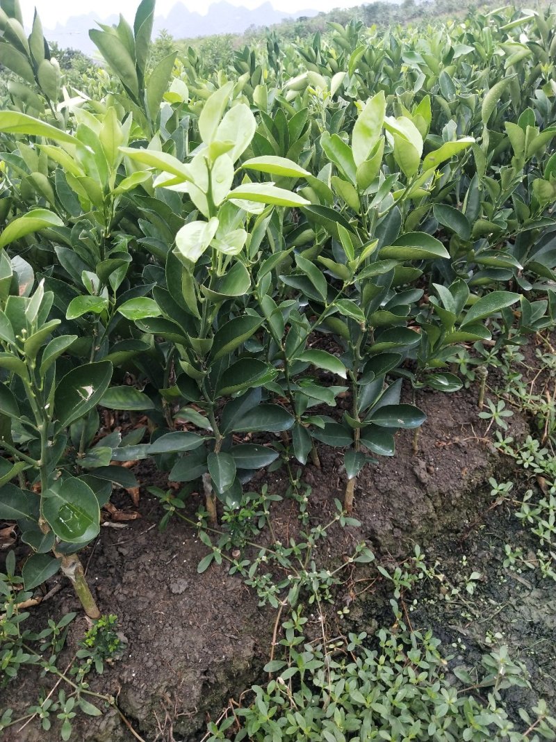 纽荷尔脐橙苗（一级苗）靓货