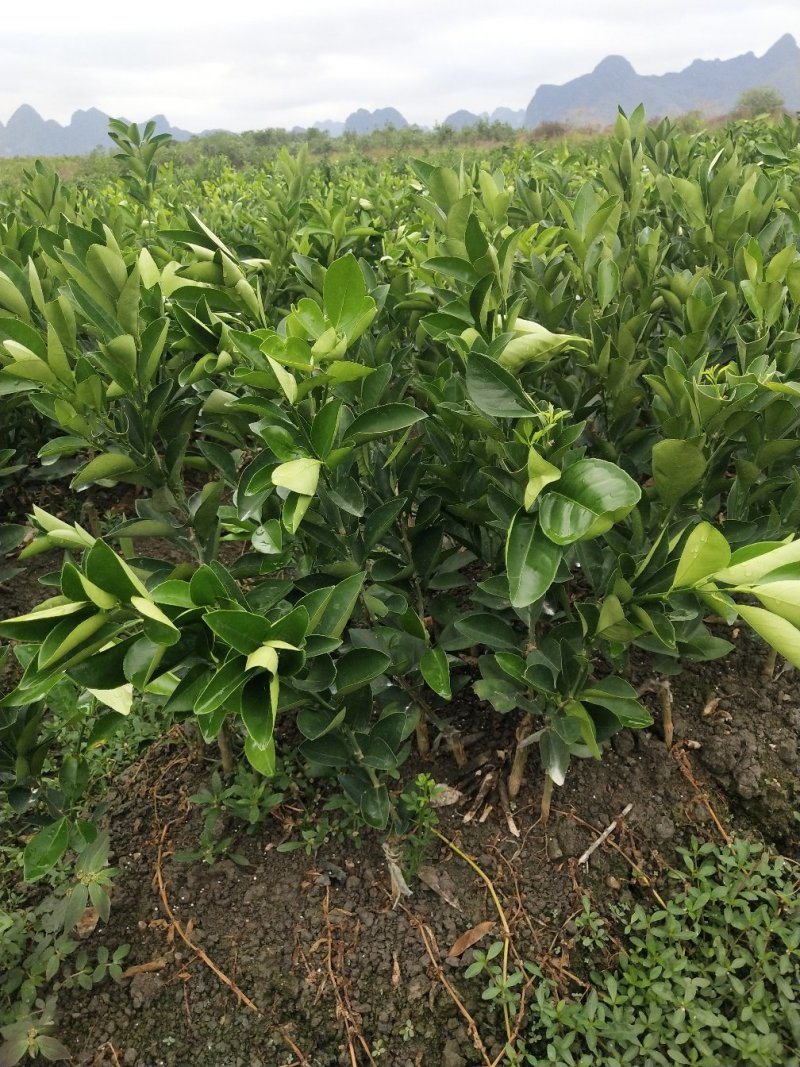 纽荷尔脐橙苗（一级苗）靓货