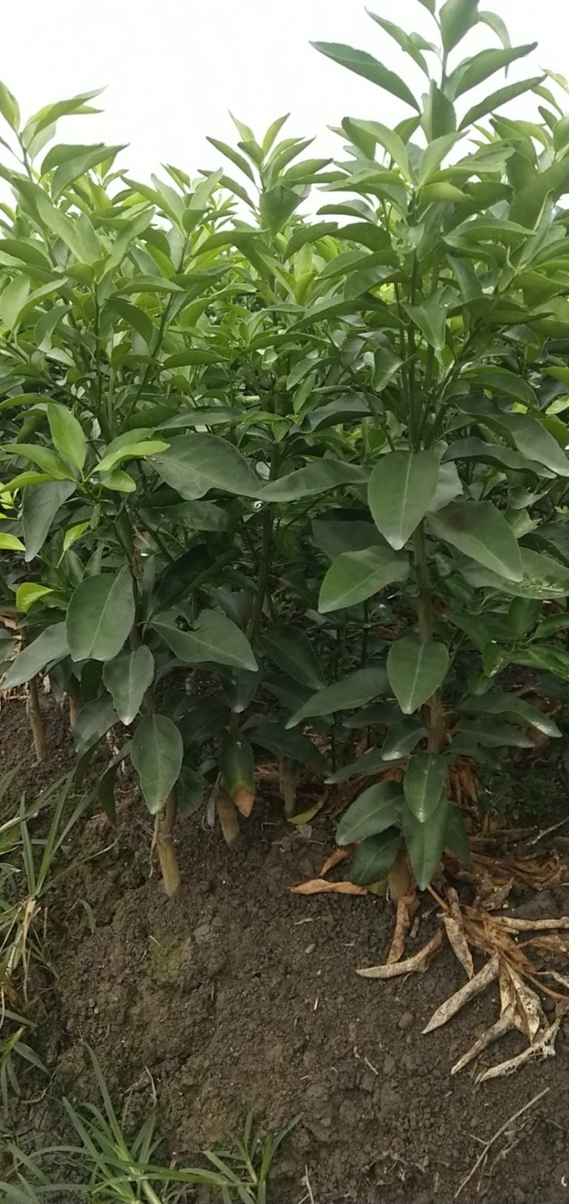 金葵早熟砂糖橘苗（杯苗）假一罚十提供技术