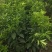 金葵早熟砂糖橘苗（杯苗）假一罚十提供技术