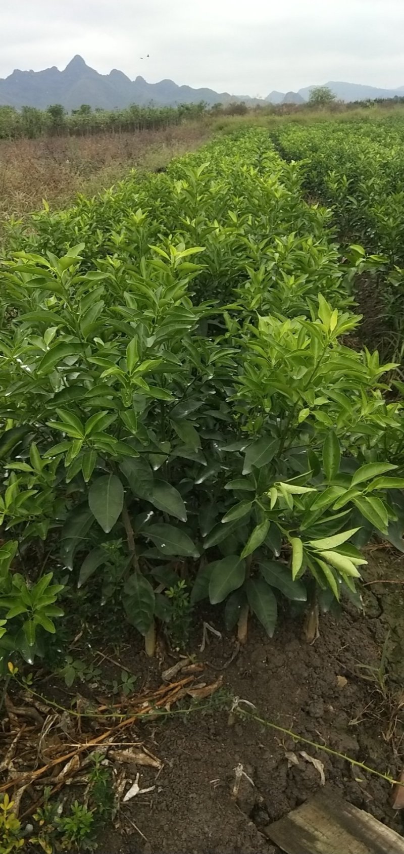 金葵早熟砂糖橘苗（杯苗）假一罚十提供技术