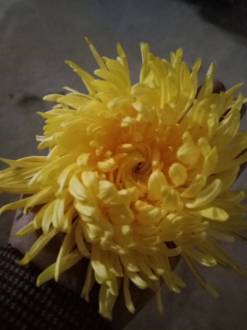 金丝皇菊