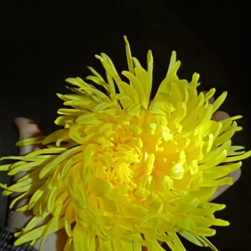 金丝皇菊