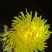 金丝皇菊