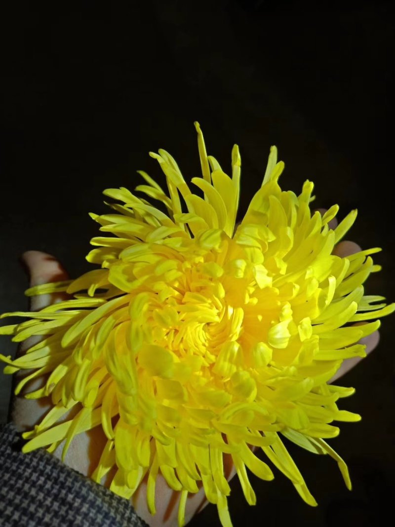 金丝皇菊