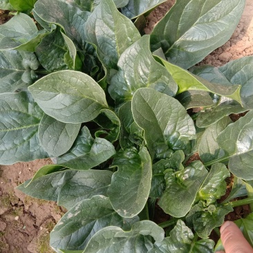 圆叶菠菜大量