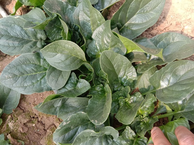圆叶菠菜大量