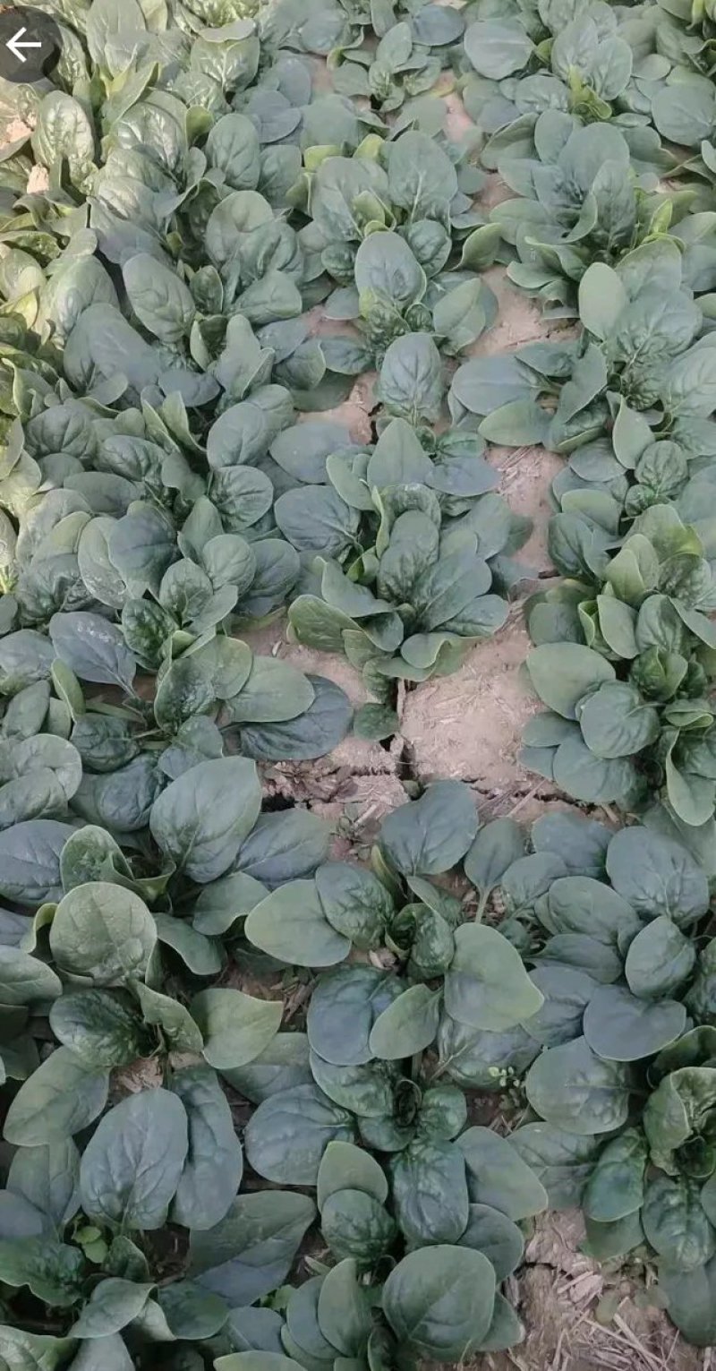 圆叶菠菜大量