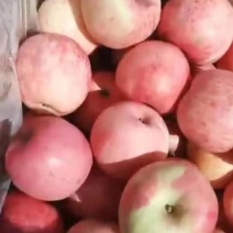 精品红富士苹果大量上市中