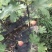 布兰瑞克波姬红无花果树苗青皮无花果树苗批发
