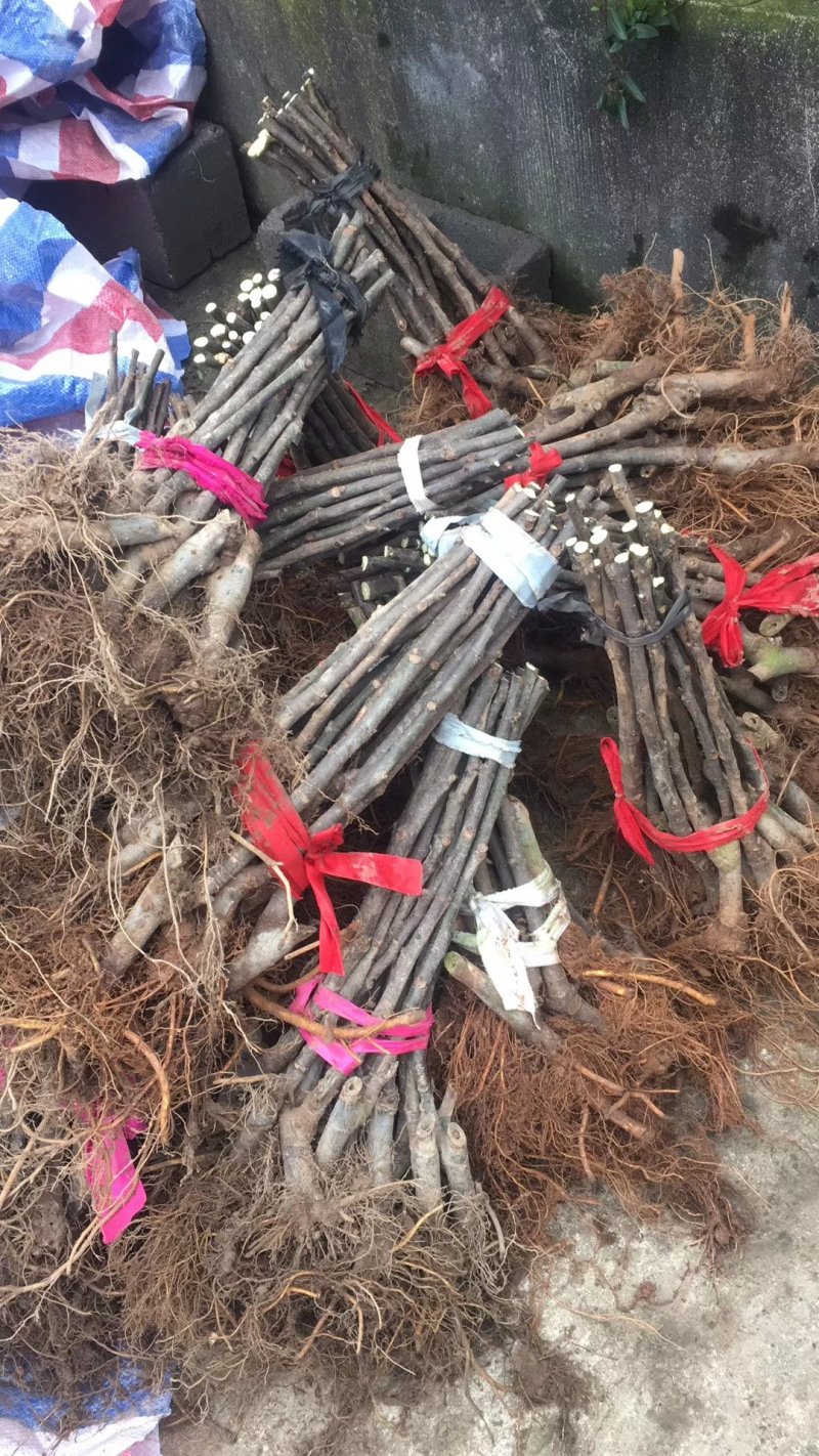 布兰瑞克波姬红无花果树苗青皮无花果树苗批发
