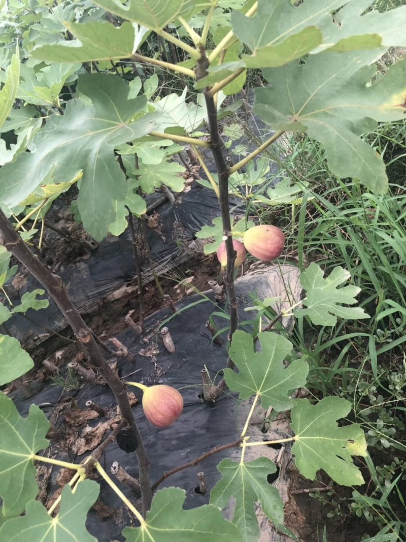 波姬红无花果苗青皮无花果苗地栽苗根系发达
