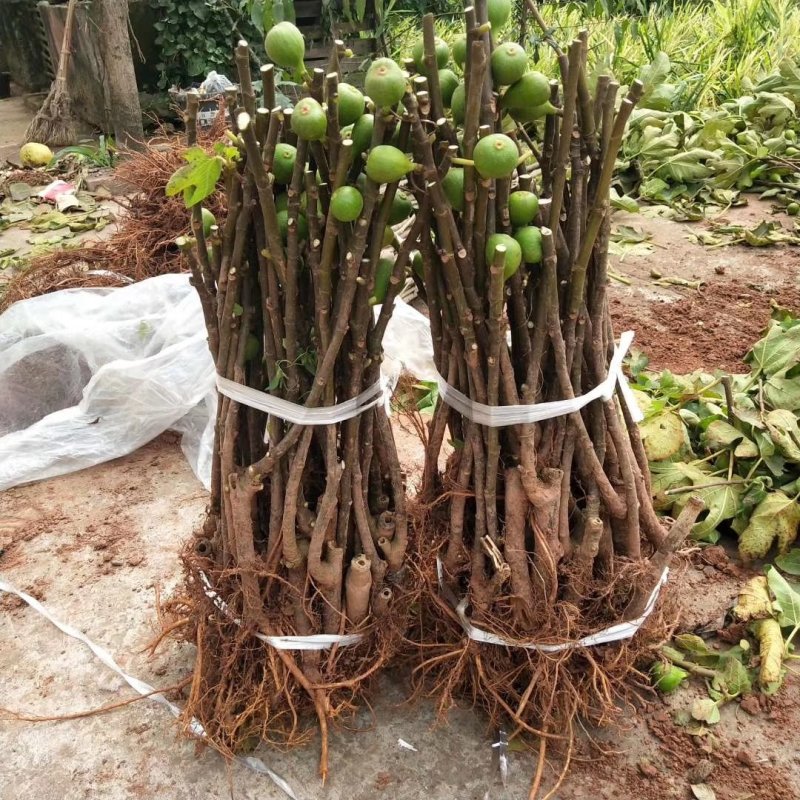 波姬红无花果苗青皮无花果苗地栽苗根系发达