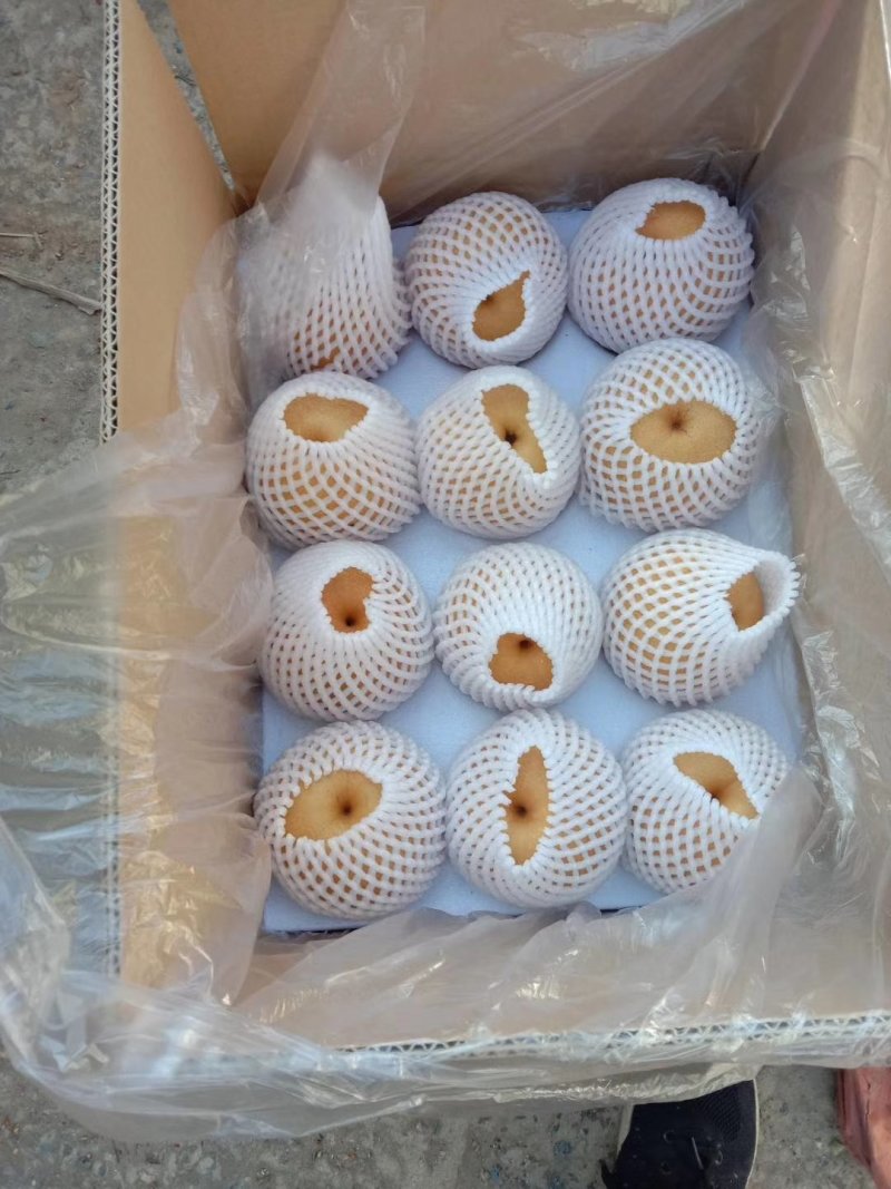 晚秋黄梨，秋月梨，50万斤供应馆陶县众康果品站