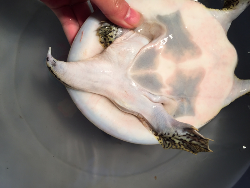 角鳖一手货源安全可靠质量保证