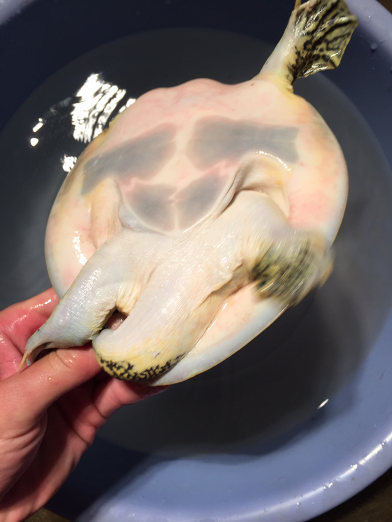 角鳖一手货源安全可靠质量保证