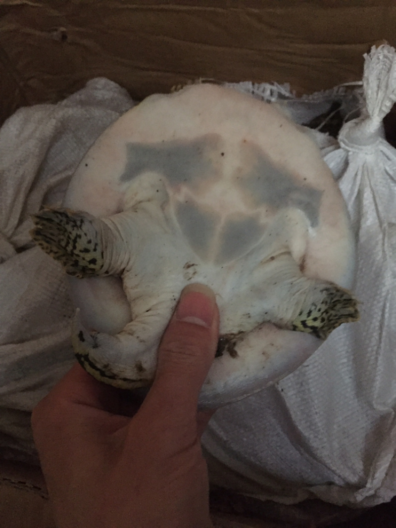 角鳖一手货源安全可靠质量保证