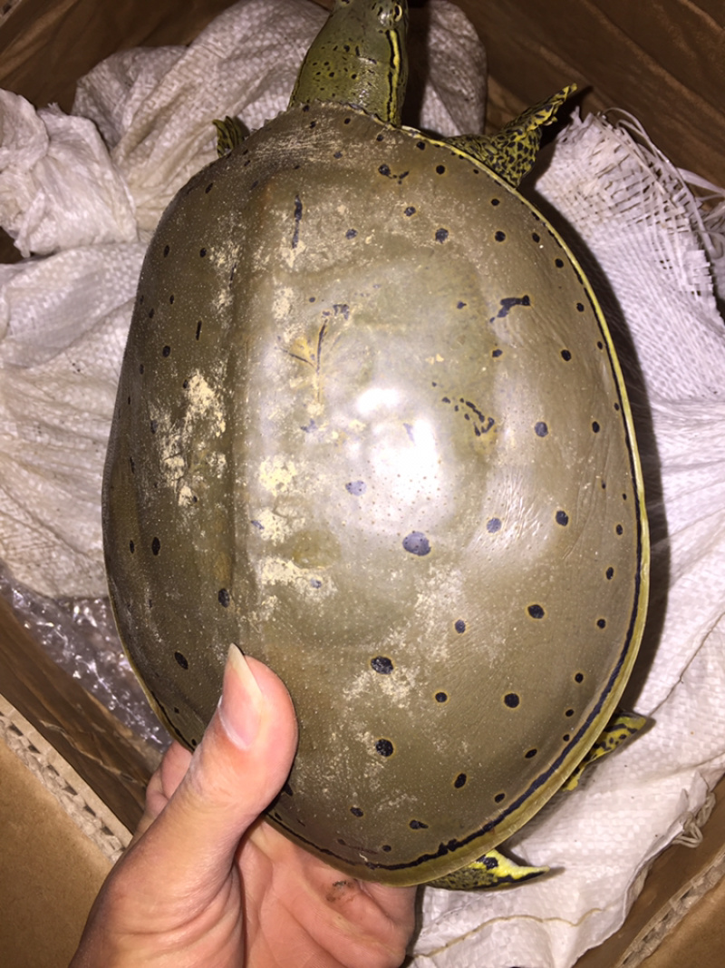 角鳖一手货源安全可靠质量保证