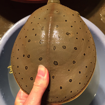 角鳖一手货源安全可靠质量保证