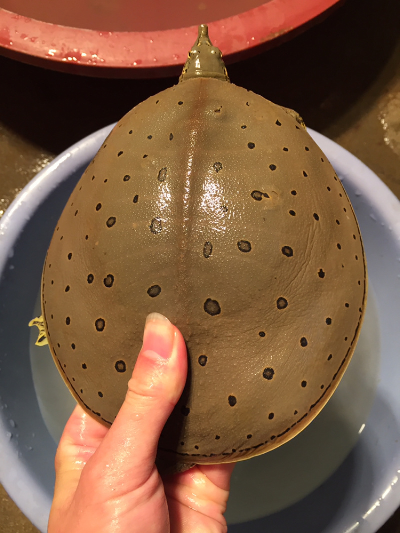 角鳖一手货源安全可靠质量保证
