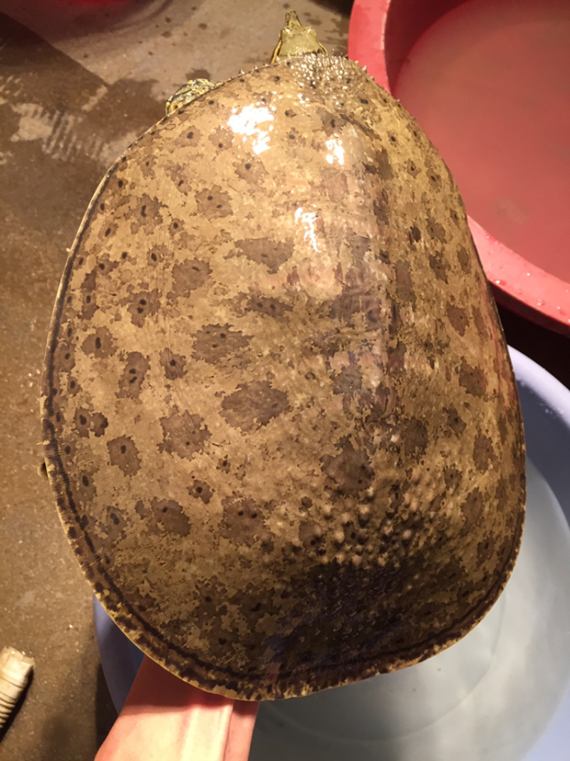 角鳖一手货源安全可靠质量保证