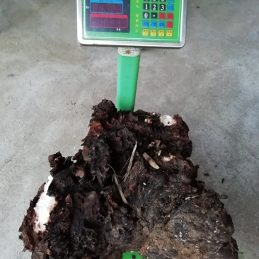 松兜栽培专用茯苓菌种