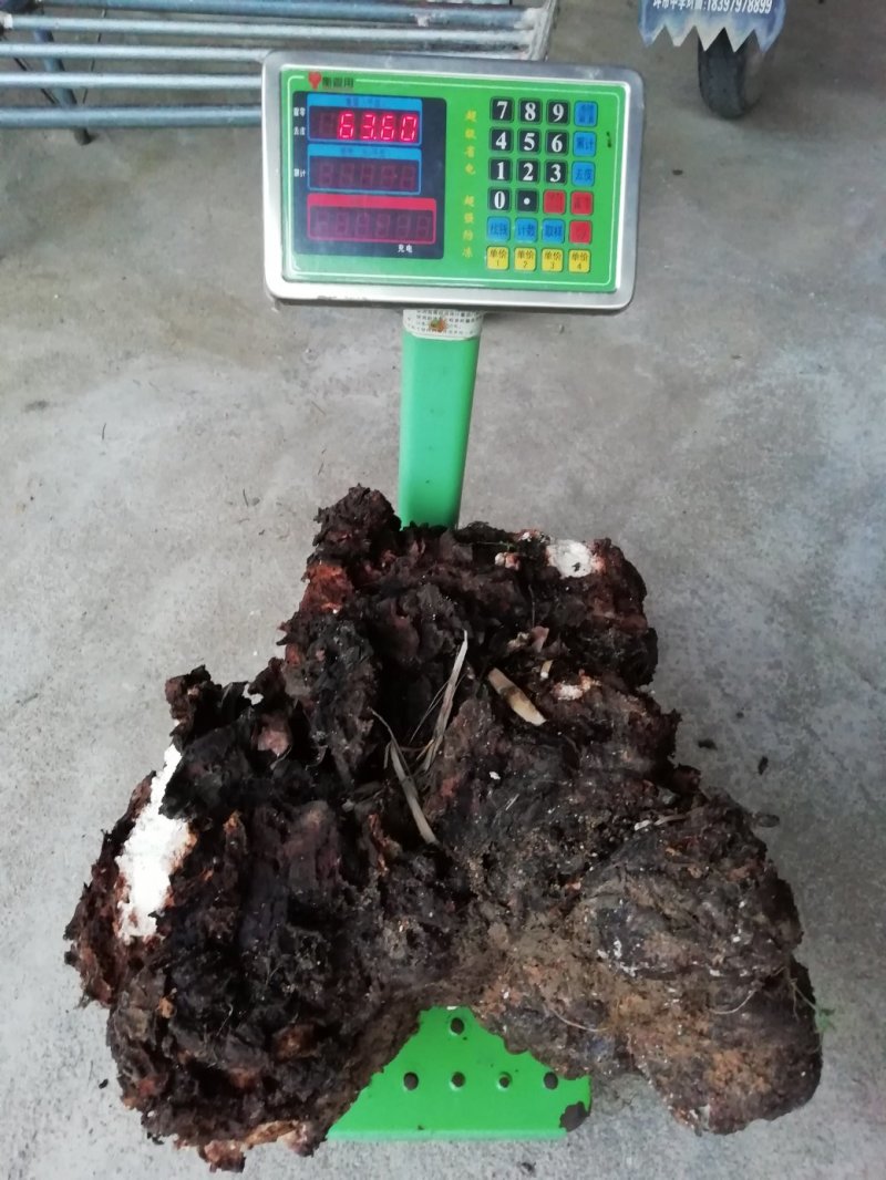 松兜栽培专用茯苓菌种