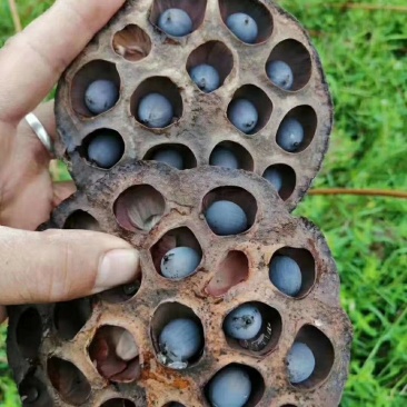 莲子干