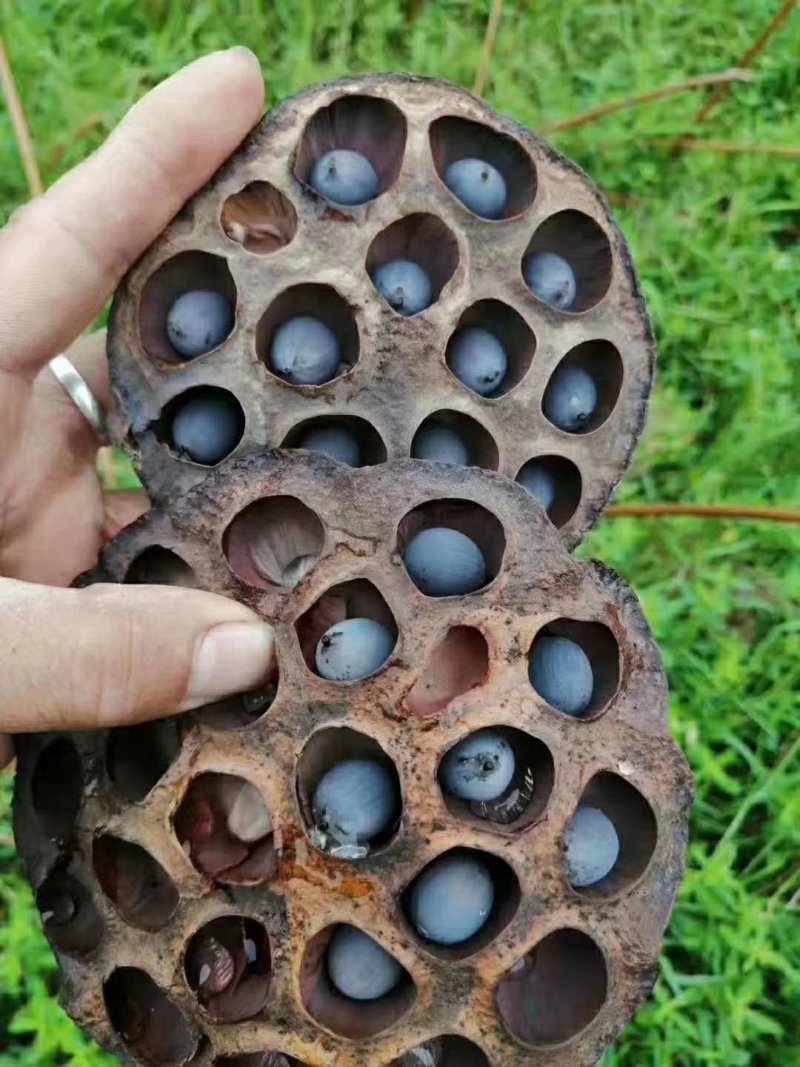 莲子干