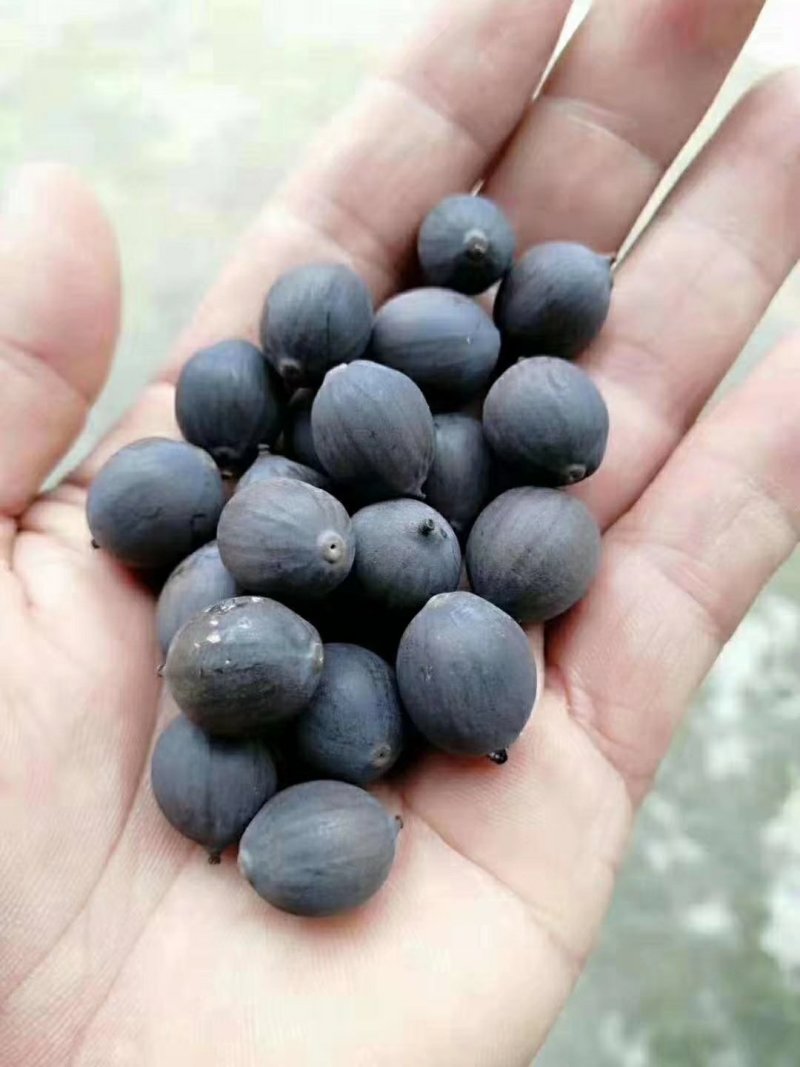 莲子干