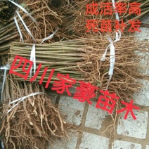 [标题]实生毛桃苗，基地直发量大从优100亩地全是苗，
