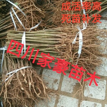 [标题]实生毛桃苗，基地直发量大从优100亩地全是苗，