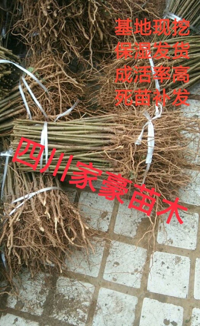 [标题]实生毛桃苗，基地直发量大从优100亩地全是苗，