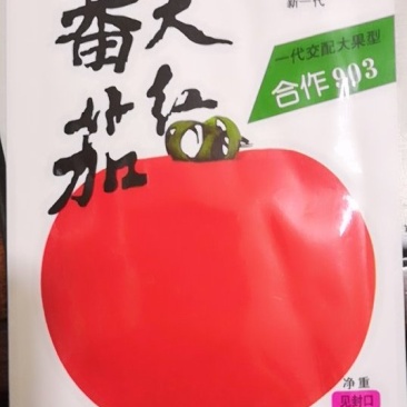 【有好货】903大红番茄种子(早中熟型，高产红番茄)
