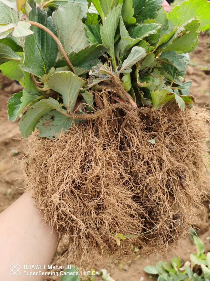 章姬草莓苗批发妙香七号草莓苗好成活宁玉草莓苗