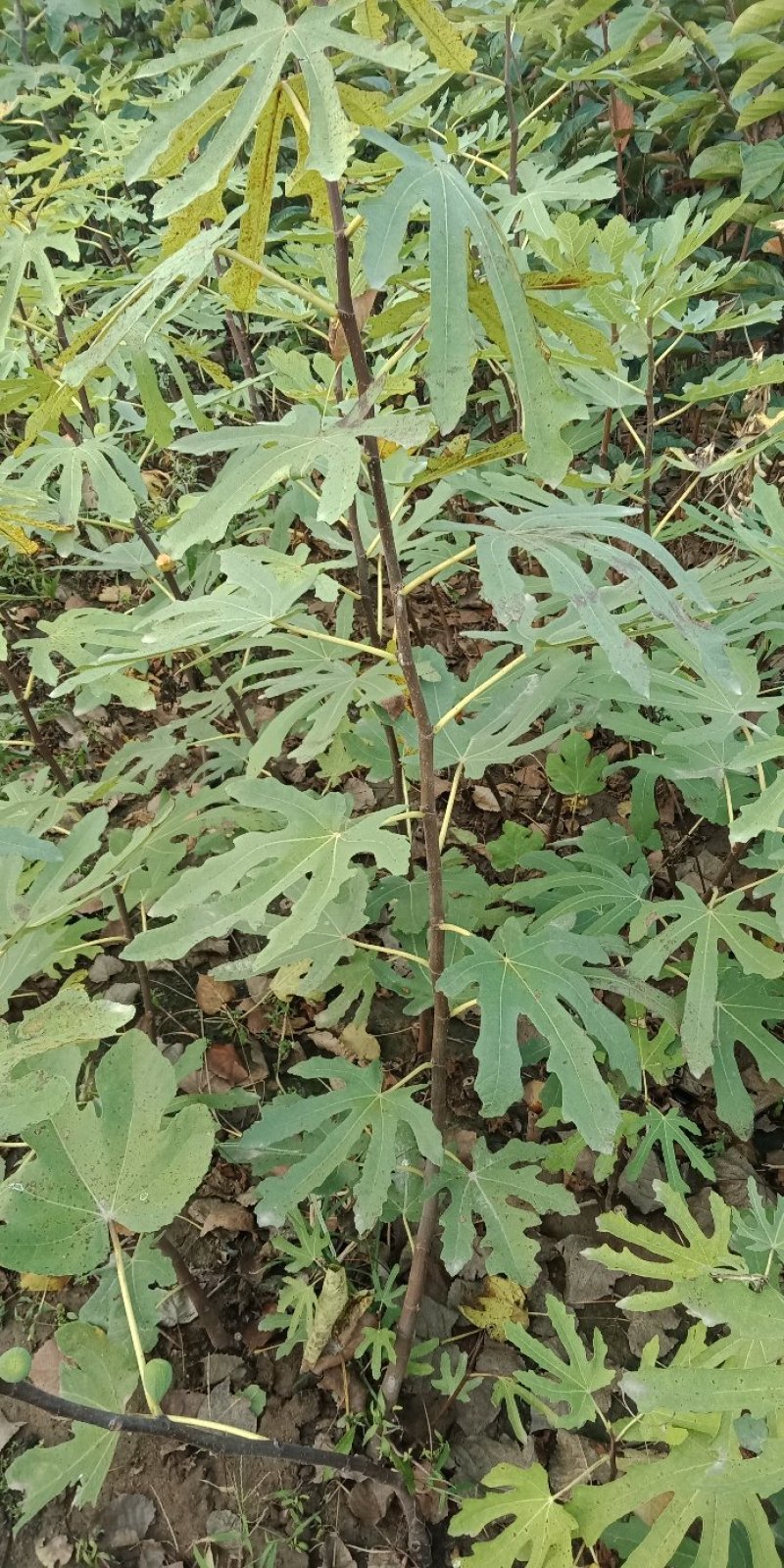 紫果，波姬红，青皮，黄蟠，布兰瑞克，金傲粉，玛斯义陶粉