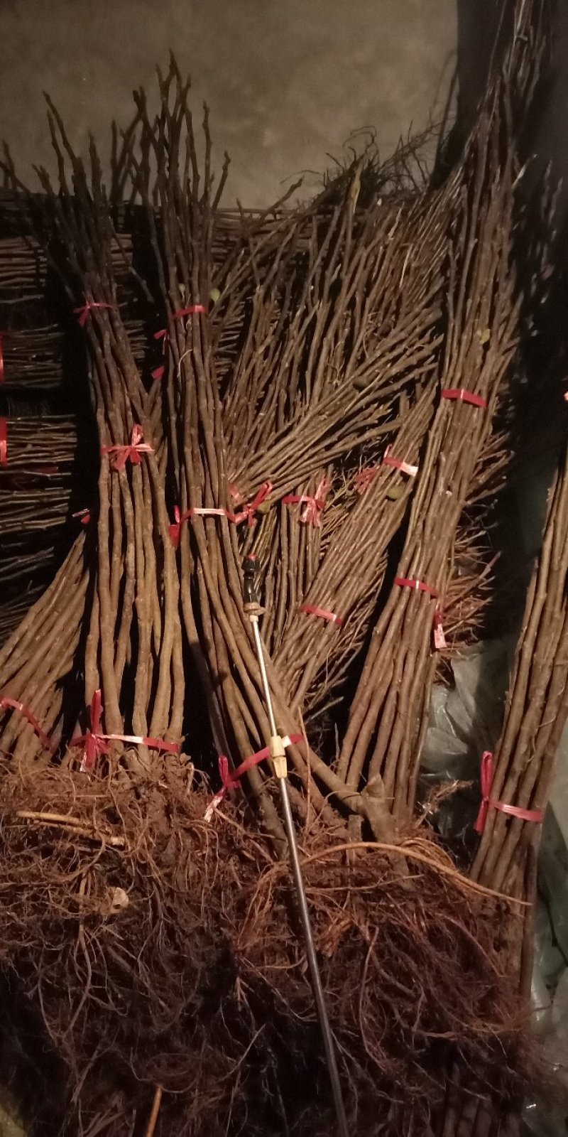 紫果，波姬红，青皮，黄蟠，布兰瑞克，金傲粉，玛斯义陶粉